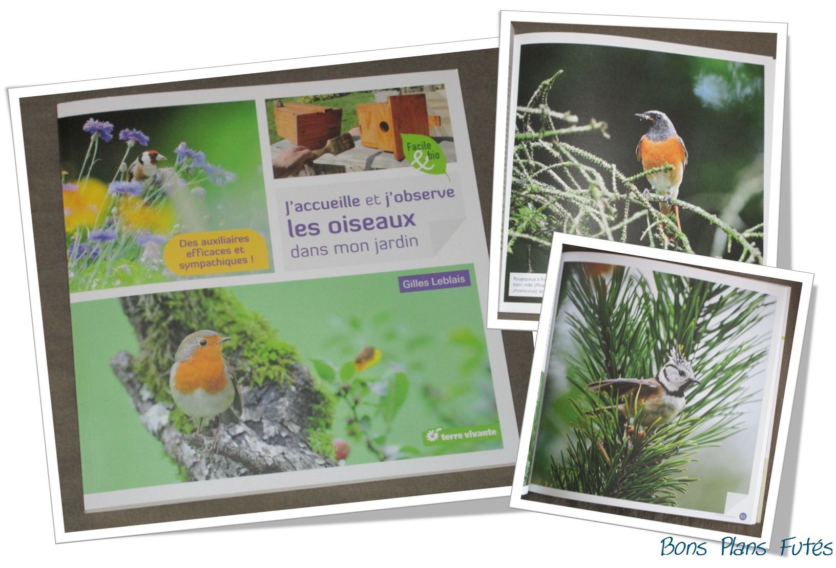 Oiseaux des jardins